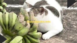 Kucing Setia Nunggu, Tapi Anjing Malah Kena Prank!