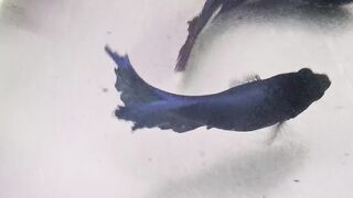 Betta fishes