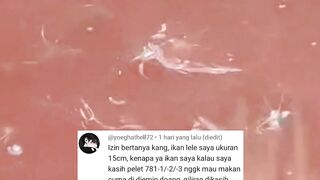 Lakukan hal ini sebelum GANTI jenis PAKAN pelet agar lele tidak KAGET