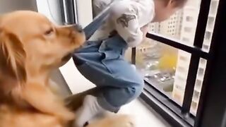The dog saved the baby while the mother turned away