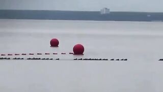 Dozens of ducklings, led by a mother duck, staged a swim across the Gulf of Finland