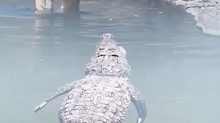Crocodile vs tiger