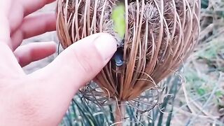 A little bird