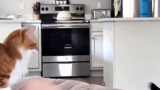 Cheeky Cat