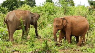 Elephants-preview.