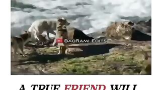 True friendship