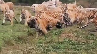 Hungary tigers hunting bird amazing movement