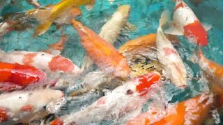 Fishes in the Pond