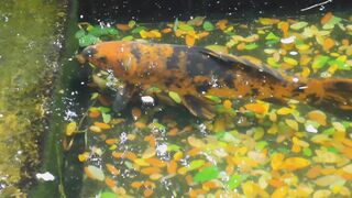 Orange Koi In A Pond