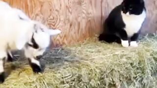 Funny animals 2023