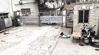 سکیورٹی گاڈ چکرو