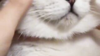 Cute cat video