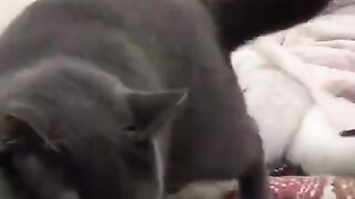 Funny animals ????????