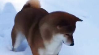 Funny animals part3