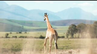 Giraffe animal video