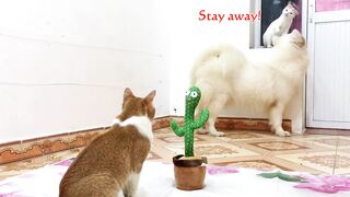 Cat vs Dog Funny video