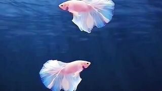 Beautiful view of fish 116
