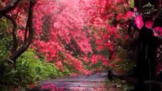 Beautiful view of nature 117
