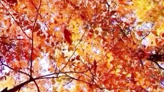 Beautiful view of nature 118