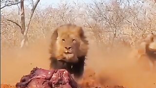 Very dangrous animals hunting