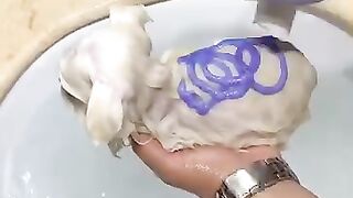 Cachorrinho banhado