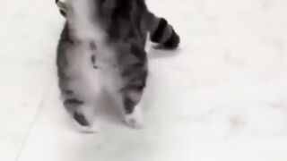 cute cat funny video Animals Funny videos
