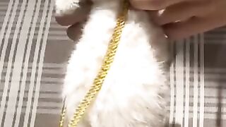 Gato chique