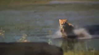 God gave strength to buffalo landing hard rescues his teammates from lion chase wild animal attack