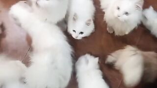 Cat is cat