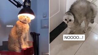 Cat ???? Side of TikTok Compilation