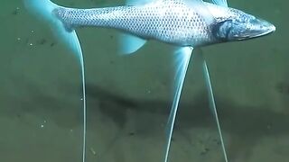 Living organisms that interact and integrate within diverse s a comprehensive look at these forms.