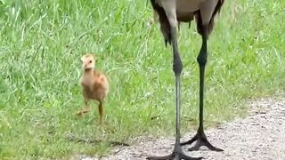 Animals are classified into six main groups based on common characteristics mammals, birds, reptiles, amphibians, fish, and invertebrates.