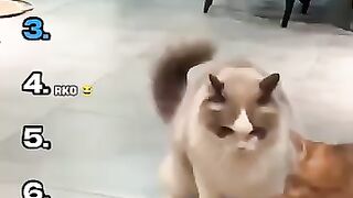 cat fighting
