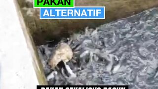 Bahaya pakan ALTERNATIF untuk ikan lele
