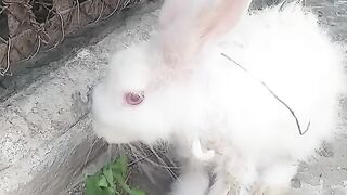 Cute rabbit