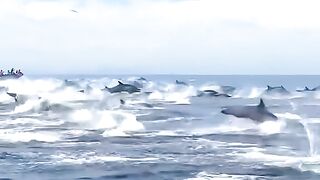 Dolphin  jumping