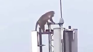 Paneer funny is monkey