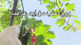 ورق عنب