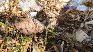 Kelapa hanyut