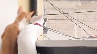 cats like to gossip