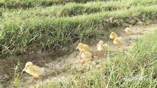 Baby Duck and Dog