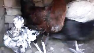 Aseel fighter chicks