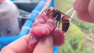 The most effective way to eradicate destructive wasps