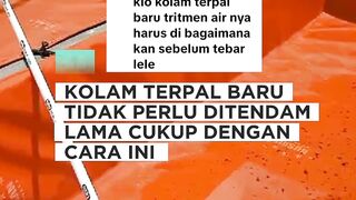 Kolam terpal baru gak perlu direndam cacahan pohon pisang cukup dengan ini