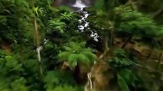 Jungle
