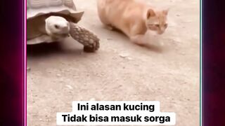 ngeledek lu ya