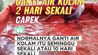 2X sehari ganti air kolam itu CAPEK seminggu sekali baru NORMAL