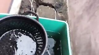 Yang belum tau lele sangkal beloan begini bentuknya