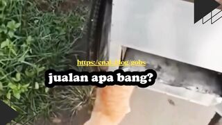 Kucing Modus! Pura-Pura Ketabrak Demi Seekor Ikan