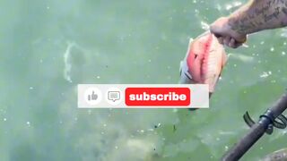 fish feeding